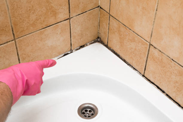 Professional Mold Remediation in St Maries, ID